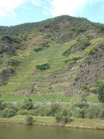 DSCN4942 steile Weinlagen Mosel &ndash; &copy; Kerstin Veit (Eberhardt TRAVEL)