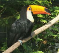 Tukan, Vogelpark Walsrode &ndash; &copy; Simone Willner (Eberhardt TRAVEL)