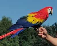 Papagei, Vogelpark Walsrode &ndash; &copy; Simone Willner (Eberhardt TRAVEL)