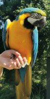 Papagei, Vogelpark Walsrode &ndash; &copy; Simone Willner (Eberhardt TRAVEL)