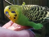 Wellensittiche hautnah, Vogelpark Walsrode &ndash; &copy; Simone Willner (Eberhardt TRAVEL)