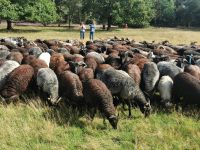 Morgens in Schneverdingen &ndash; &copy; Simone Willner (Eberhardt TRAVEL)