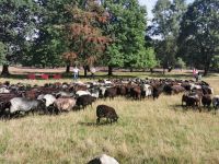 Schneverdingen &ndash; &copy; Simone Willner (Eberhardt TRAVEL)