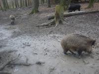 Wildgehege Bad Soden &ndash; &copy; Kerstin Hugel (Eberhardt TRAVEL)