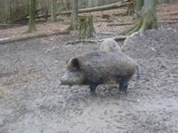 Wildgehege Bad Soden &ndash; &copy; Kerstin Hugel (Eberhardt TRAVEL)