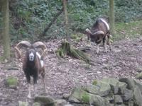 Wildgehege Bad Soden &ndash; &copy; Kerstin Hugel (Eberhardt TRAVEL)