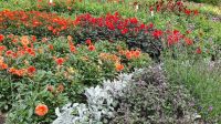 Dahliengarten auf der  Blumeninsel Mainau &ndash; &copy; Marlies Thrum (Eberhardt TRAVEL)