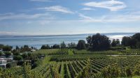 Weinanbau am Bodensee &ndash; &copy; Marlies Thrum (Eberhardt TRAVEL)