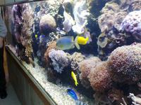 Fische &ndash; &copy; Sandra Schack (Eberhardt TRAVEL)