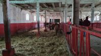 Gut Dalwitz- Stutenstall &ndash; &copy; Marlies Thrum (Eberhardt TRAVEL)