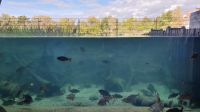 Waren an der Müritz-Müritzeum-Aquarienwelt &ndash; &copy; Marlies Thrum (Eberhardt TRAVEL)
