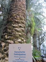 Fürung im Palmenaus Bad Pyrrmont &ndash; &copy; Gisela Gerlach (Eberhardt TRAVEL)