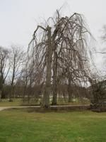 Kurpark Bad Pyrmont &ndash; &copy; Gisela Gerlach (Eberhardt TRAVEL)