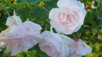 Rosenheimer Rose &ndash; &copy; Marlies Thrum (Eberhardt TRAVEL)