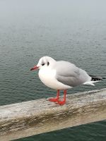 Möwe