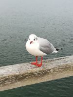 Möwe &ndash; &copy; Heike Meinhold (Eberhardt TRAVEL)