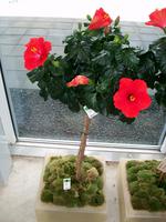 Floriade 2012 in Venlo &ndash; &copy; Steffen Mucke (Eberhardt TRAVEL)