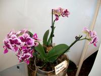 Floriade 2012 in Venlo &ndash; &copy; Steffen Mucke (Eberhardt TRAVEL)