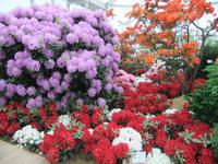 Blütenpracht in der Blumenhalle