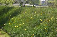 Wildtulpen &ndash; &copy; Gisela Gerlach (Eberhardt TRAVEL)