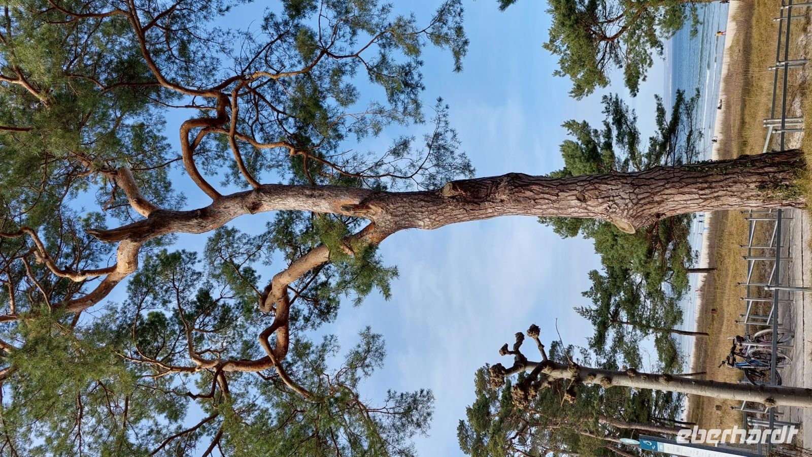 Dünenwald &ndash; &copy; Uta Hertel (Eberhardt TRAVEL)