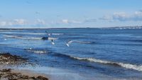 ....finden zwischen Tang und Muscheln immer was leckeres &ndash; &copy; Uta Hertel (Eberhardt TRAVEL)