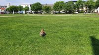 20220518 142604 Norderney &ndash; &copy; Marlies Thrum (Eberhardt TRAVEL)