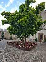 Rheinfall Schaffhausen (3)-Eingang durch Schloss Laufen &ndash; &copy; Steffi Lambrecht (Eberhardt TRAVEL)