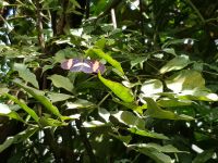 Insel Mainau (7) &ndash; &copy; Steffi Lambrecht (Eberhardt TRAVEL)