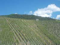 DSCN6071.JPG   Doktor- Wein- Berg &ndash; &copy; Kerstin Veit (Eberhardt TRAVEL)