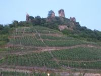 DSCN6175.JPG    Weinberg Beilstein &ndash; &copy; Kerstin Veit (Eberhardt TRAVEL)