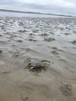 Krabbi Krab &ndash; &copy; Isabel Zwanzig (Eberhardt TRAVEL)