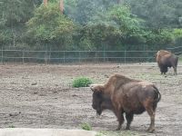 Bison &ndash; &copy; Jürgen Müller (Eberhardt TRAVEL)