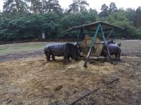 Breitmaulnashorn &ndash; &copy; Jürgen Müller (Eberhardt TRAVEL)