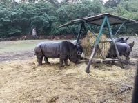 Breitmaulnashorn &ndash; &copy; Jürgen Müller (Eberhardt TRAVEL)