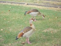 DSCN6562.JPG     Nilgänse