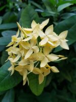Blumeninsel Mainau (20) &ndash; &copy; Steffi Lambrecht (Eberhardt TRAVEL)