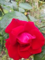 Blumeninsel Mainau (54) &ndash; &copy; Steffi Lambrecht (Eberhardt TRAVEL)