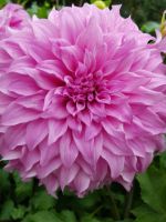 Blumeninsel Mainau (87) &ndash; &copy; Steffi Lambrecht (Eberhardt TRAVEL)