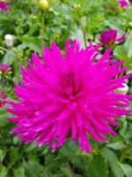 Blumeninsel Mainau (88) &ndash; &copy; Steffi Lambrecht (Eberhardt TRAVEL)