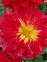 Blumeninsel Mainau (89) &ndash; &copy; Steffi Lambrecht (Eberhardt TRAVEL)