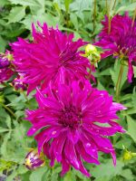 Blumeninsel Mainau (92) &ndash; &copy; Steffi Lambrecht (Eberhardt TRAVEL)