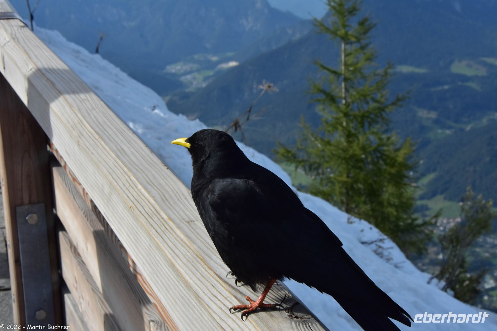 Alpendohle &ndash; &copy; Martin Büchner (Eberhardt TRAVEL)