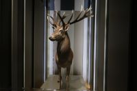 Jagdschloss Granitz Ausstellung &ndash; &copy; Sabine Herda (Eberhardt TRAVEL)