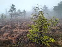 Schwarzes Moor