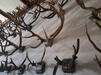 3 Schloß Erbach - Sondergeweihsammlung.jpg &ndash; &copy; Gisela Hohlfeld (Eberhardt TRAVEL)