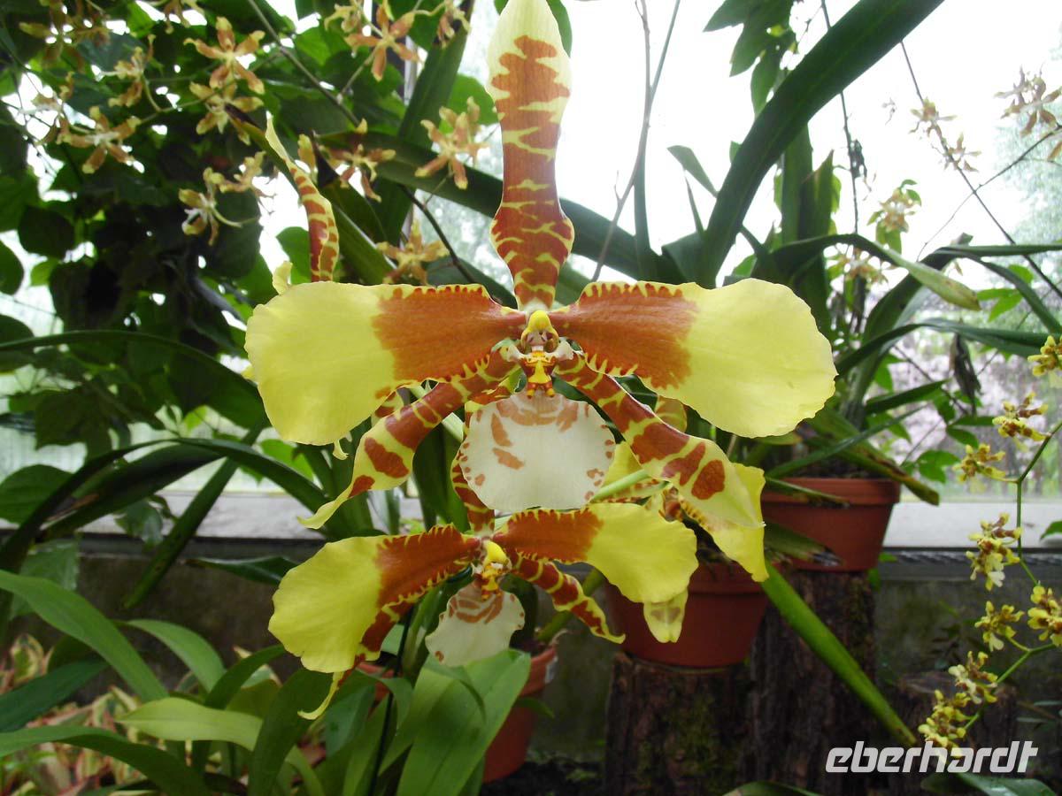Orchidee in Herrenhausen &ndash; &copy; Peter Rudolph (Eberhardt TRAVEL)