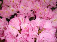 Rhododendron &ndash; &copy; Peter Rudolph (Eberhardt TRAVEL)
