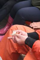 eine Nordseekrabbe &ndash; &copy; Manuela Kreuz (Eberhardt TRAVEL)
