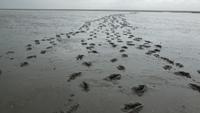 unsere Spuren im (Schlick-)sand